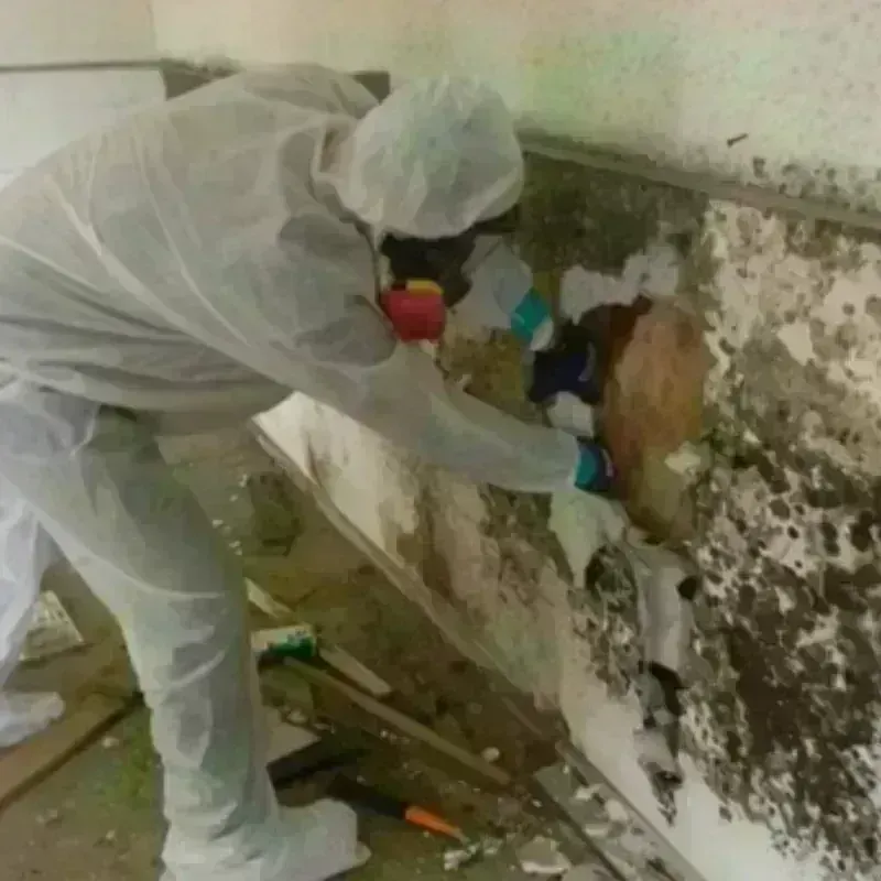 Mold Remediation and Removal in Barnsdall, OK